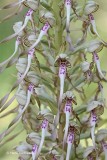 Himantoglossum hircinum - Bokkenorchis.JPG