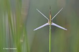 Sympetrum fonscolombii - Zwervende Heidelibel 6.JPG