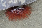 Actinia equina - Paardenanemoon 1.JPG