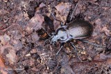 Carabus nemoralis - Tuinschallebijter 1.JPG