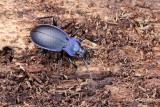 Carabus problematicus - Blauwzwarte Schallebijter 2.JPG