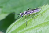 Sawflies