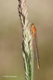 Coenagrionidae - Waterjuffers