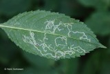 Phytoliriomyza melampyga.JPG