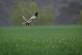 Marsh Harrier