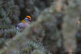 Firecrest
