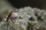Firecrest