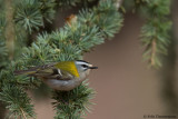 Firecrest