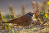 House Bunting