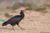 Bald Ibis