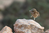 Little Owl