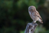 Little Owl