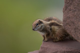 Atlas Squirrel