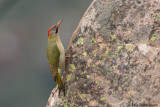 Levaillants Woodpecker