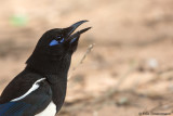 Maghreb Magpie