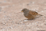 House Bunting