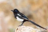 Maghreb Magpie