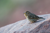 Rock Sparrow