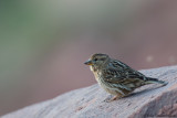 Rock Sparrow