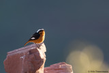 Moussiers Redstart