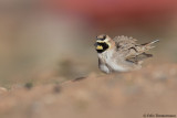 Atlas Horned Lark