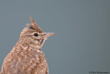 Crested Lark