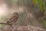 Little Owl