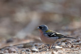 Atlas Chaffinch