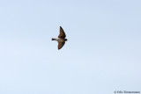 Brown-throated Martin