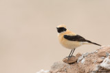 Western Black-eared Wheatear