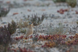 Cream-colored Curser