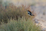 Woodchat Shrike