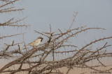 Desert Sparrow