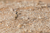 Black-crowned Sparrowlark