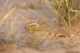 Golden Nightjar