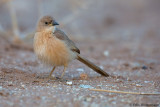 Fulvous Babbler