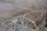 Cricket Warbler