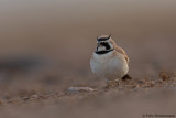 Temmincks Lark