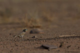 Thick-billed Lark