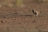 Thick-billed Lark