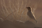 Thick-billed Lark