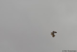 Lanner Falcon