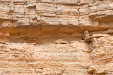 Pharaos Eagle Owl