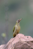 Levaillants Woodpecker