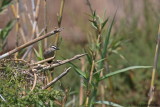 Black-crowned Tchagra