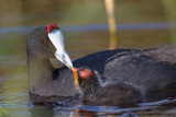 Red-knobbed Coot