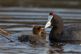 Red-knobbed Coot