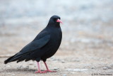 Red-billed Cough