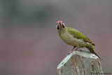 Levaillants Woodpecker