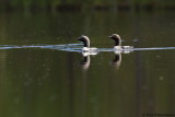 Black-throated Loon